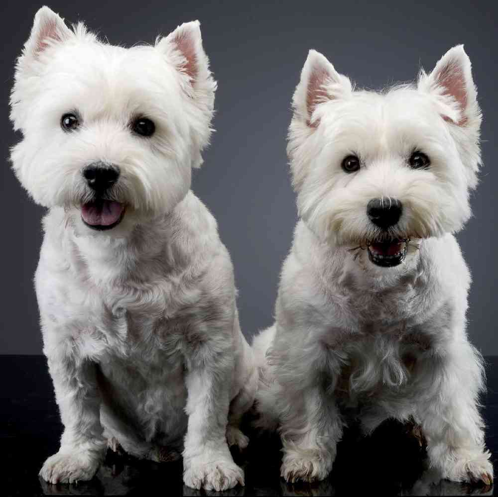 West Highland White Terrier image