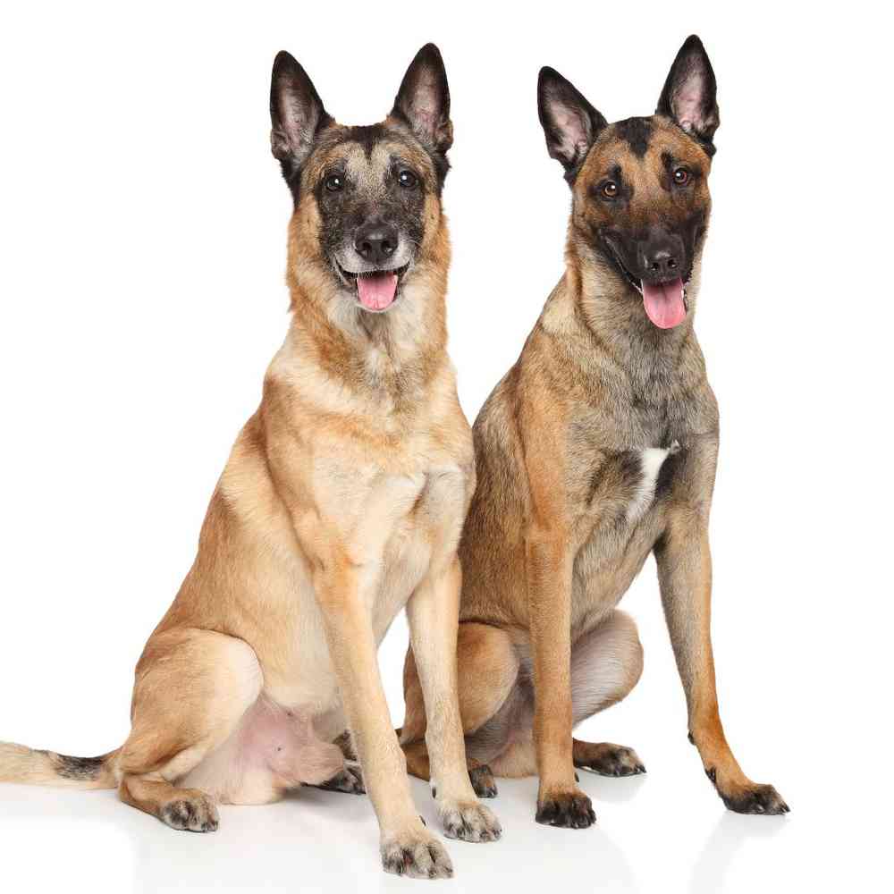 Belgian Malinois image