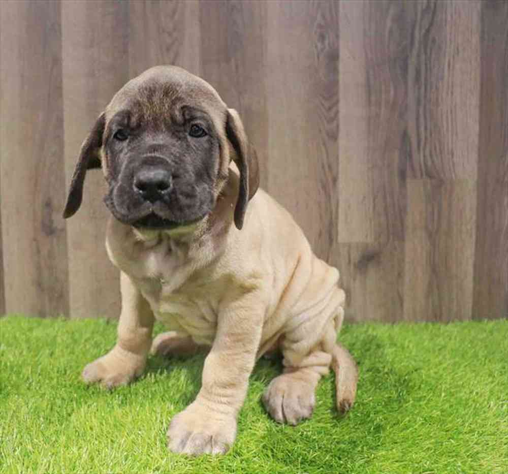 English Mastiff image